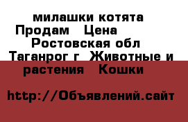 милашки котята .Продам › Цена ­ 2 000 - Ростовская обл., Таганрог г. Животные и растения » Кошки   